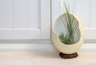 air plant in the Ostrich egg