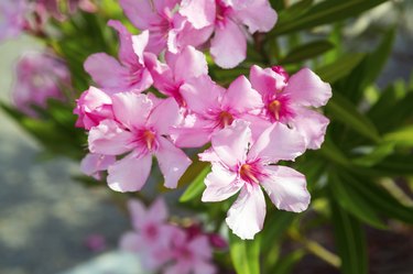 Branch of a pink oleander