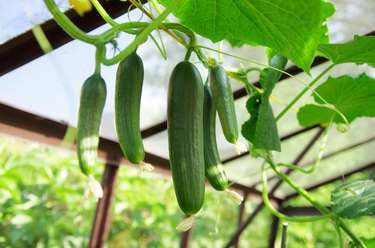 Cucumbers in greenhouse. Growing cucumbers.