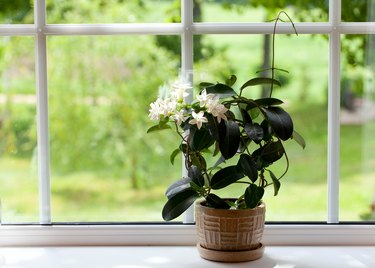 Planta de la sala de jazmín en la ventana