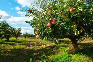 Apple orchard