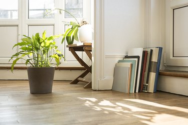 Green plants and art books on parquet floor