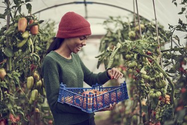 Young black female collecting vine tomatoes from cumminity allotment