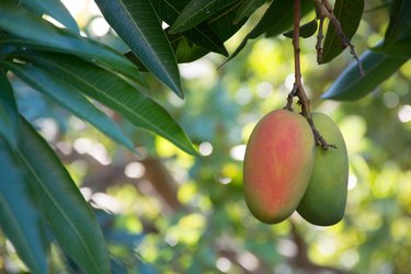 Tropical paradise - exotic mango fruit riping on the tree