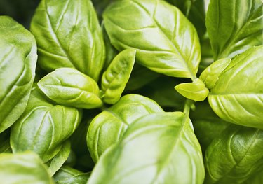 Close up of basil leaves