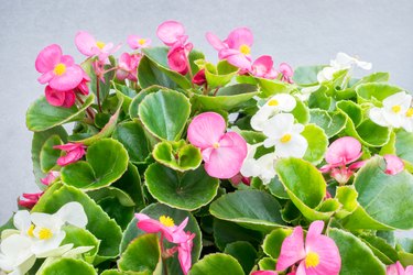 Wax Begonia with pink and white flowers