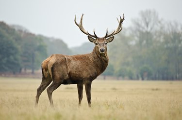 Majestic Red Stag in yellowing autumn meadow