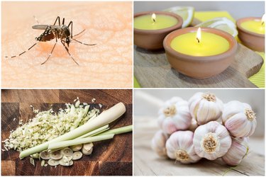 10 Natural Household Ingredients That Repel Mosquitos