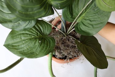 Faux Hosta plant inserted into floral foam and placing dried moss on top of foam