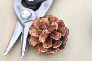 trimmed pinecone