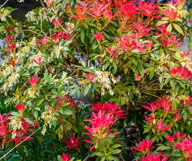 Close up of Pieris flowers and leaves (Pieris japonica)