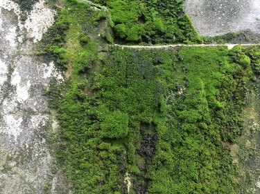 Close-Up Of Moss Growing On Wall