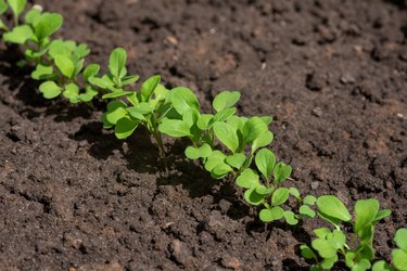 Green sprouts of arugula on a vegetable bed.