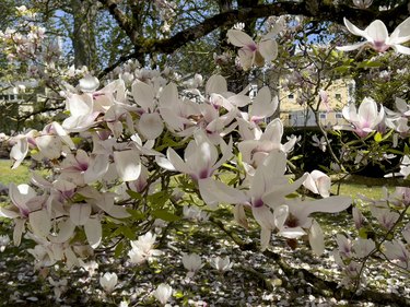 Magnolia tree blooming