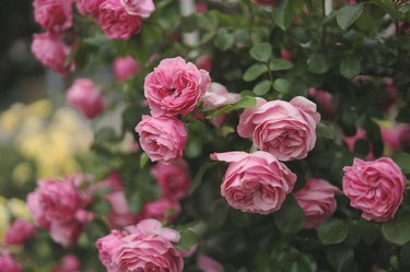 Lovely pink rose - Rosa Leonardo de Vinci (MEIdeauri) in bloom in natural light, Floribunda rose,Selective focus