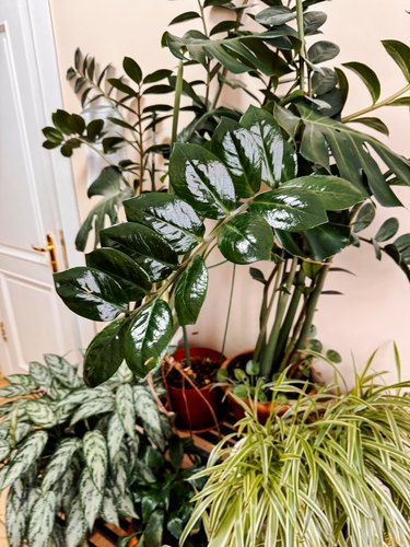 Green jungle in the apartment. Tall plants with large leaves and Zamioculcas
