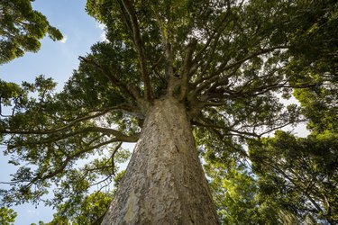 Kauri Tree