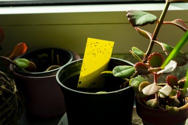 yellow sticky trap in a houseplant pot