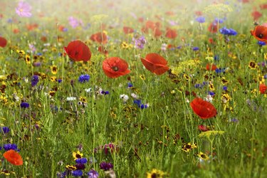 A beautiful summer English wildflower meadow with vibrant red corn poppies