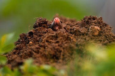 European mole (Talpa europaea)