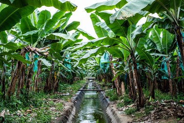 Banana plantation in Ecuador