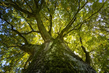 big oak in the sunlight