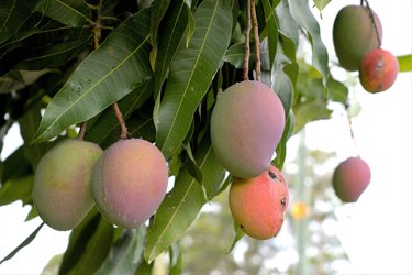 Ripe mangoes on tree
