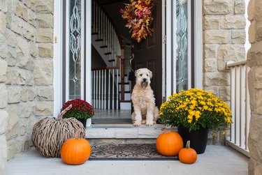 Soft coated wheaten terrier dog sitting in doorway of home in the fall