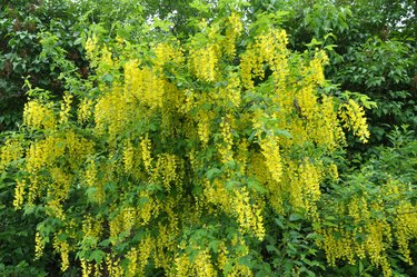 Acacia blossom is yellow (Caragana arborescens)