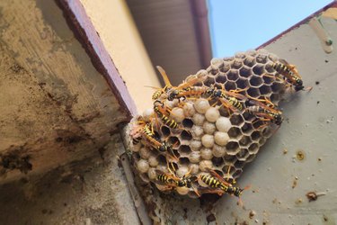 Wasps on top of wasp nest