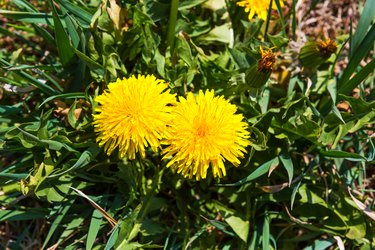 Dandelion blossoms in the grass