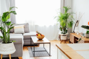 Stylish and modern scandinavian interior of open space living room with bamboo bowl with fruits on the coffee table, gray couch sofa, cushions and many green plants. Open space home interior design