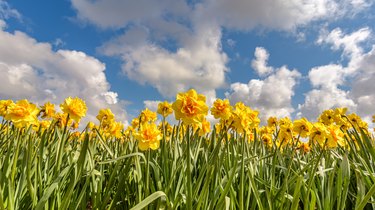 beautiful daffodil flowers with blue cloudy sky