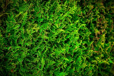 Image Of Thuja Occidentalis Texture