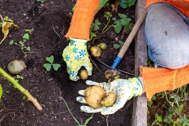 young woman working in her organic garden, woman harvesting potatoes on a terrace in her garden