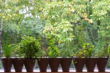 Variety of indoor herbs on a window sill