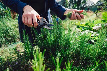 Close-Up Of Hand Picking Herbs