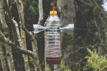 Insect trap hanging from a tree