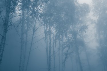 Mystical forest in fog, silhouettes of tree branches in blue fog