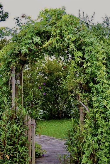 Through the Garden Gate