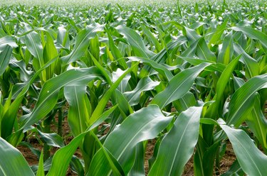 Full Frame Shot Of Green Leaves On Field