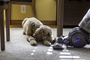 Goldendoodle and a vacuum