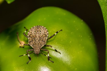 Brown Marmorated Stink Bug