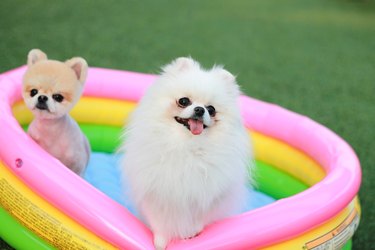 Dogs sitting in wading pool