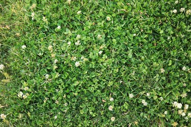 White clover in grass