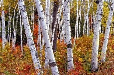 Betula papyrifera, paper birch