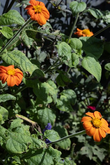 Tithonia in flower