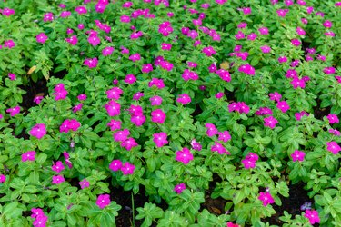 beautiful pink vinca flower