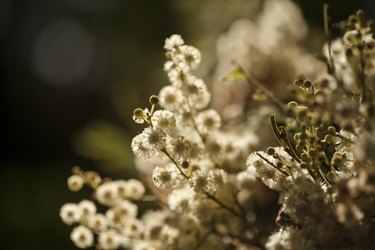 White wattle flowers