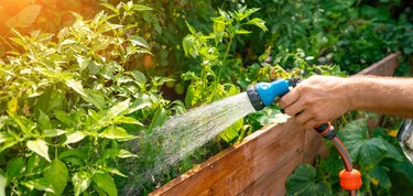 Spraying plants with hose